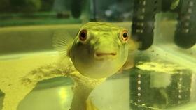 胖头鱼被爆料视频大全,揭秘网络红人幕后真相 第1张 胖头鱼被爆料视频大全,揭秘网络红人幕后真相 第1张