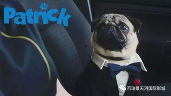 八哥手机电影在线观看,随时随地,畅享视听盛宴 第1张 八哥手机电影在线观看,随时随地,畅享视听盛宴 第1张