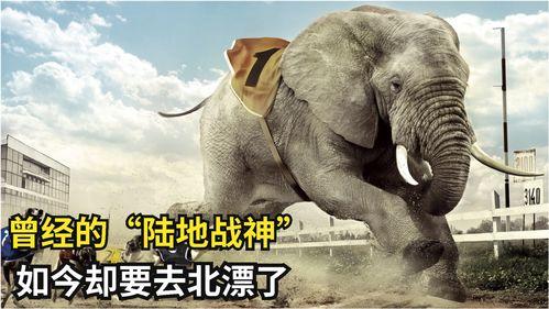 大鹅被大哥爆料了吗视频,大鹅被大哥爆料真相揭秘 第3张 大鹅被大哥爆料了吗视频,大鹅被大哥爆料真相揭秘 第3张