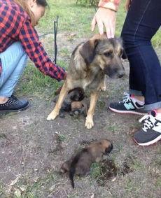 最新台湾狗崽爆料视频,揭秘事件背后惊人真相 第1张 最新台湾狗崽爆料视频,揭秘事件背后惊人真相 第1张